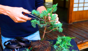 Cara Merawat Tanaman Bonsai